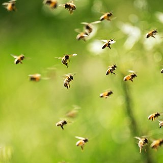 Танзании, Абуджа, Сити, Квараа