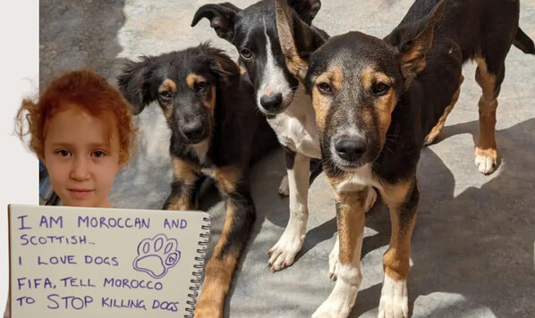 Марокко, Международной, Инфантино, Развитые